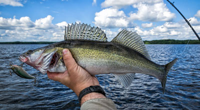 Man holding a walleye caught with crankbait