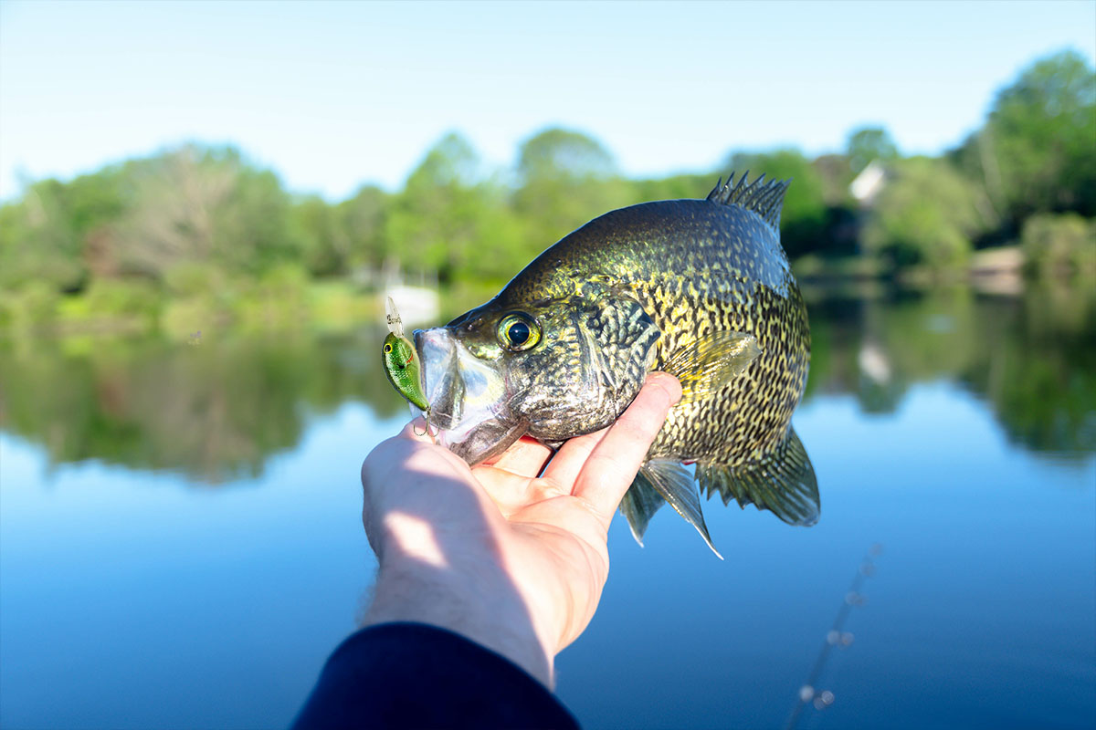 How, When and Where to Pull Crankbaits for Crappie
