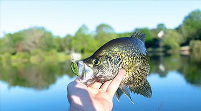 Man holding a crappie caught with crankbait