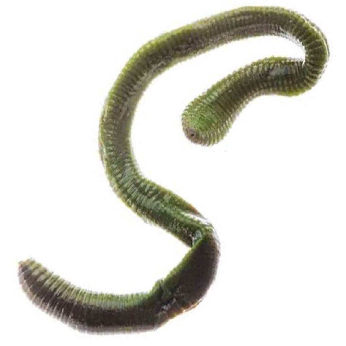 https://www.sportsmans.com/medias/magic-preserved-night-crawler-soft-worm-green-35oz-1553296-1.jpg?context=bWFzdGVyfGltYWdlc3w1NDg5M3xpbWFnZS9qcGVnfGFHWXhMMmhrTVM4eE1EZzJPVEkyTlRBM01qRTFPQzh4TlRVek1qazJMVEZmWW1GelpTMWpiMjUyWlhKemFXOXVSbTl5YldGMFh6RXlNREF0WTI5dWRtVnljMmx2YmtadmNtMWhkQXxmOGZkNDQxYTFjYWJjNWM4YjIwODRlZDcxN2Y3NmIxNjg4OTc5Yjk4ZjhhMjA1Y2I3MWRhYmU3Yzk1NDJjNzM1