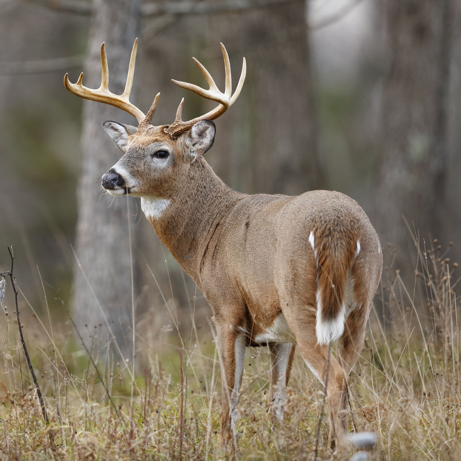 Indiana Hunting Seasons, Licenses and Regulations